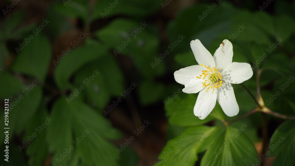 Obraz premium single thimbleweed flower in forest in Germany during early spring
