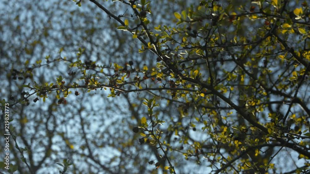 Tree branches in late spring with buds, golden leaves and a clear blue sky background. Tree branches in late spring with buds, golden leaves and a clear blue sky background.