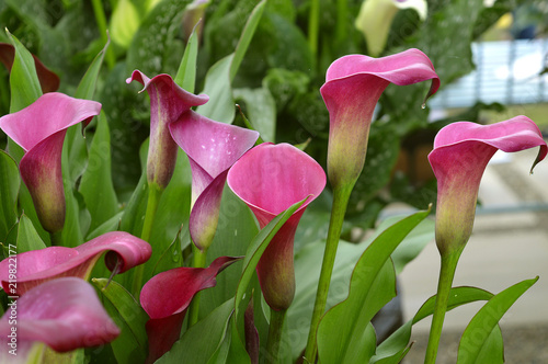 Zantedeschia Sumatra