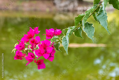 Bougainvilles photo