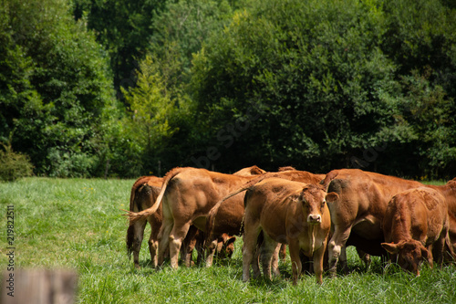 Vaches