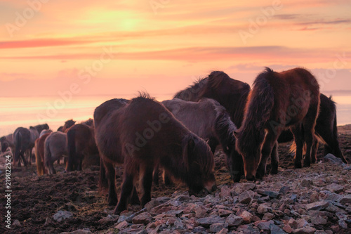 Group of Icelandic horse during sunset ocean in background Iceland.