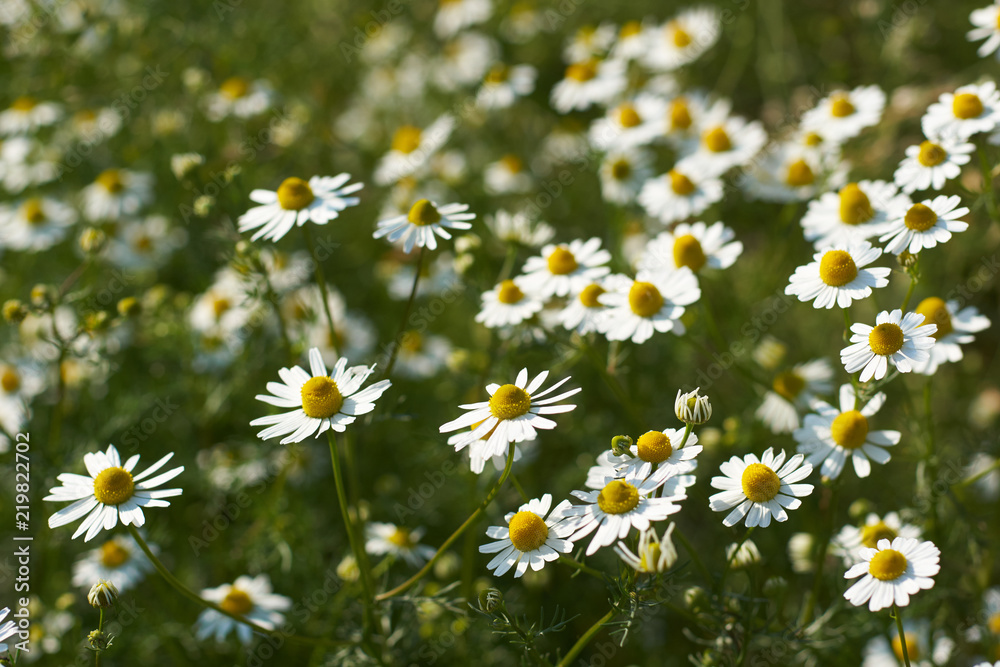 Fototapeta premium German chamomile 