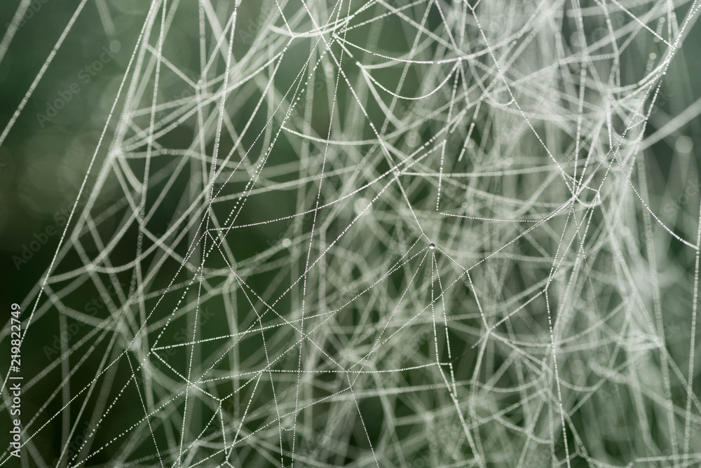 Spider web covered with morning dew macro