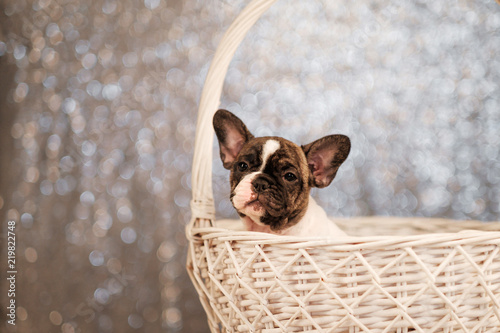 French bulldog puppy are sitting in a basket on an abstract fuzzy background. © spaskov