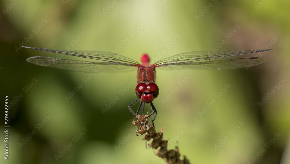 Libellula rossa Libellula rossa