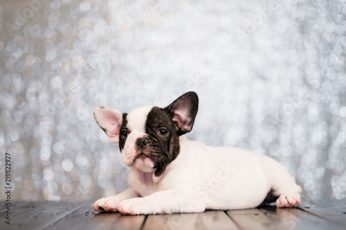 Fototapeta Naklejka Na Ścianę i Meble -  Two-colored dog puppy of French bulldog lies on floor of boards close-up. Abstract blurred background with sparkles.