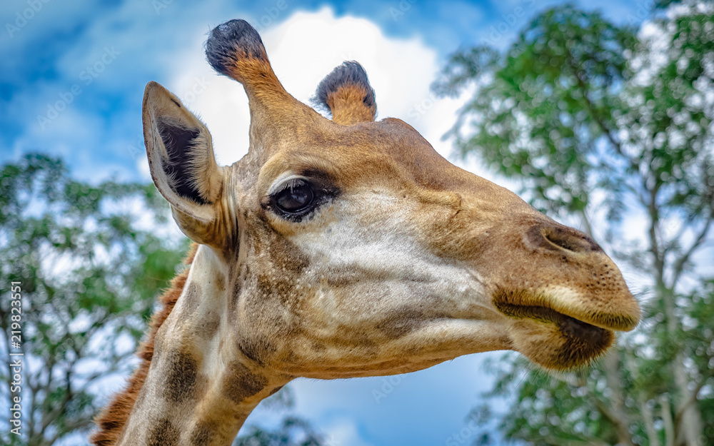 Obraz premium Adorable Giraffe Portrait