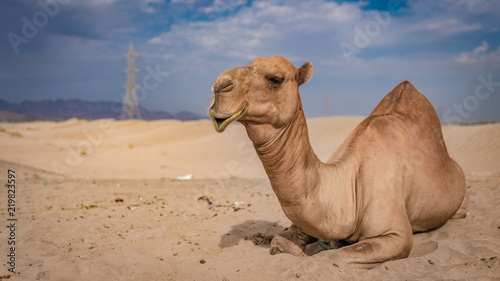 Camel Sunbathing On Hot Desert 