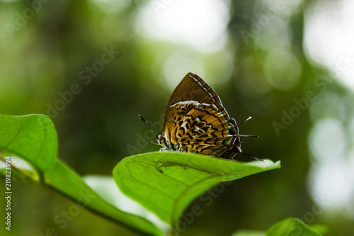 Monkey puzzle (Rathinda amor) butterfly on leaf photo