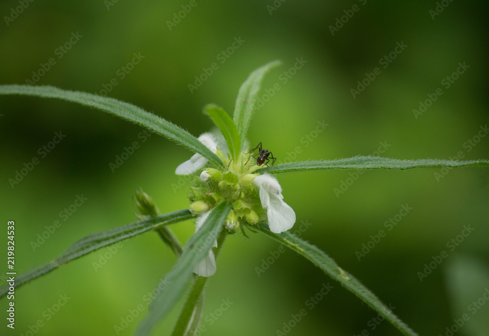 Close up of Leucas aspera (Thumba, Tumba) plant with black ants on its flowers. Close up of Leucas aspera (Thumba, Tumba) plant with black ants on its flowers.