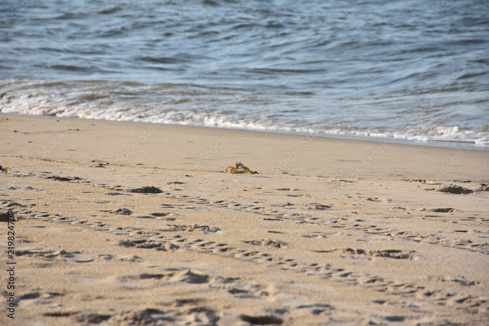 Crab in the sand on the beach in Norfolk, Virginia Crab in the sand on the beach in Norfolk, Virginia