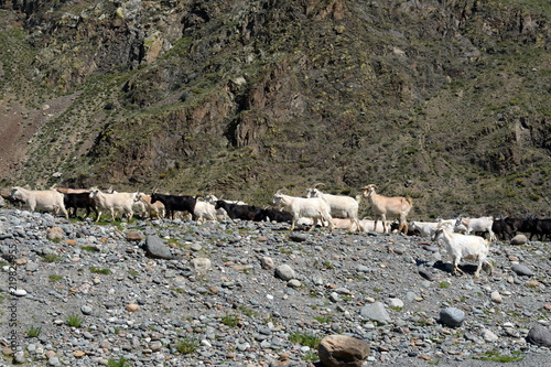 Goat Herd in the Altai Mountains photo