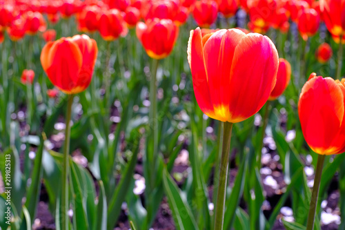 red tulips on the background of other red tulips, summer © metelevan