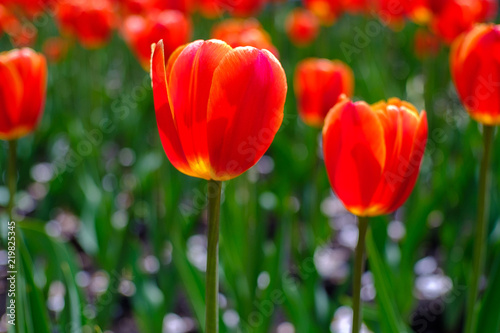 outdoor tulips bright red on the street  background red tulips