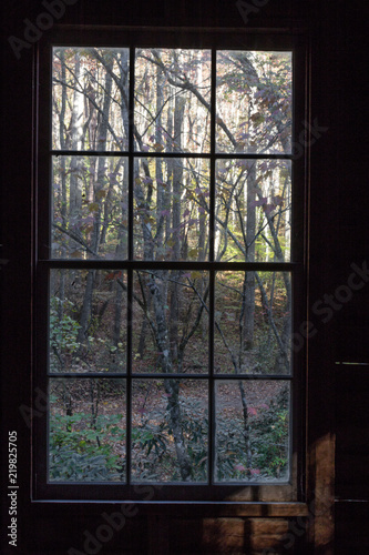 View out of an old cabin window at bare trees and rhododendrons  vertical aspect