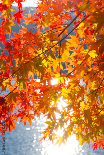 Autumn color red maple at morning at lake Kawaguchiko  Japan