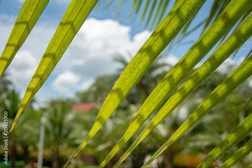 Plants pointed leaves hang down 