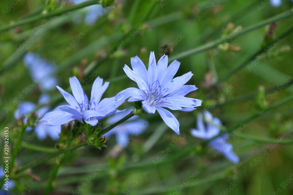 Fototapeta premium Blue flowers and stem cichorium