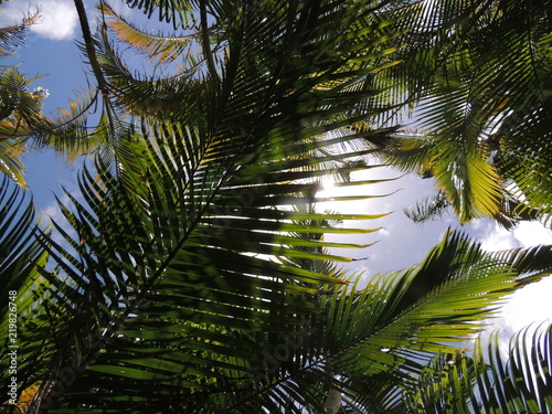 Palm tree  Island of Kauai