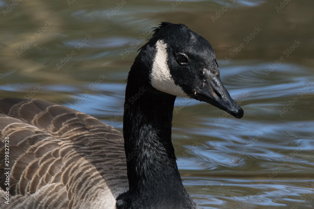 Ganso Canadense / Canada Goose (Branta canadensis) Ganso Canadense / Canada Goose (Branta canadensis)