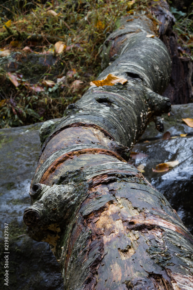 View down a wet rotting log, deadfall, vertical aspect View down a wet rotting log, deadfall, vertical aspect