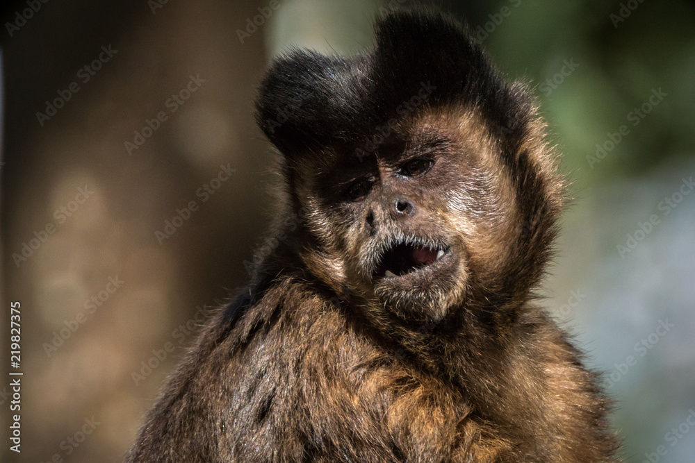 Macaco-prego-das-Guianas (Sapajus apella), Tufted capuchin