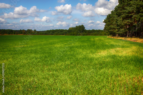 Fields of forage grasses surrounded by forests photo