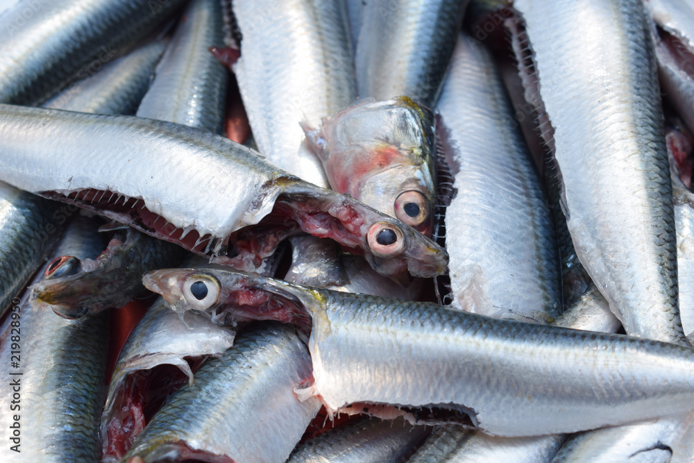 Sardine and pilchard are common names used to refer to various small, oily fish in the herring family Clupeidae. Sardine and pilchard are common names used to refer to various small, oily fish in the herring family Clupeidae.