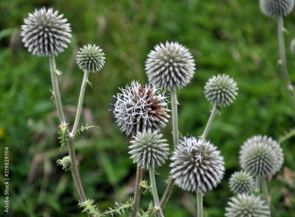 Flowering echinops ritro Flowering echinops ritro