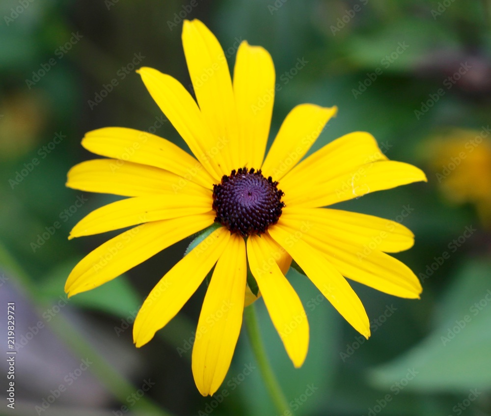 Fototapeta premium A close view on the bright yellow black eyed susan flower.