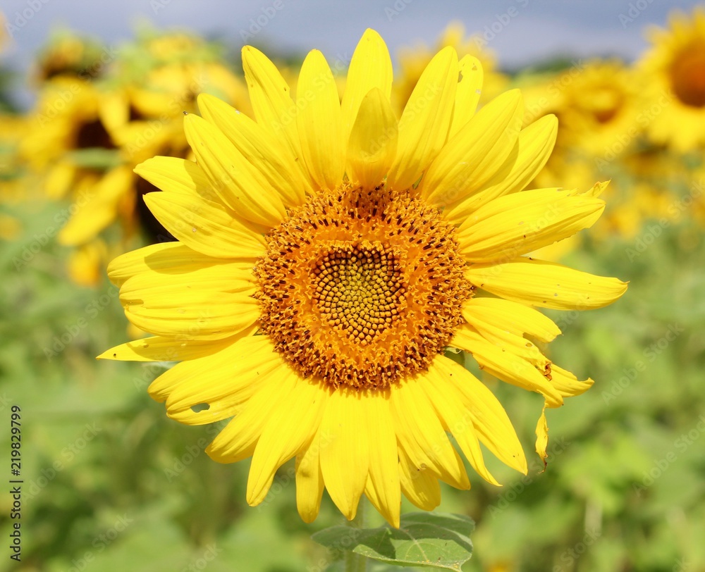 The large bright yellow sunflower on a close up view. The large bright yellow sunflower on a close up view.