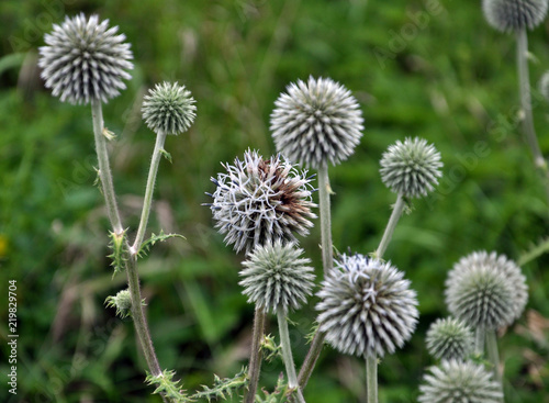 Flowering echinops ritro