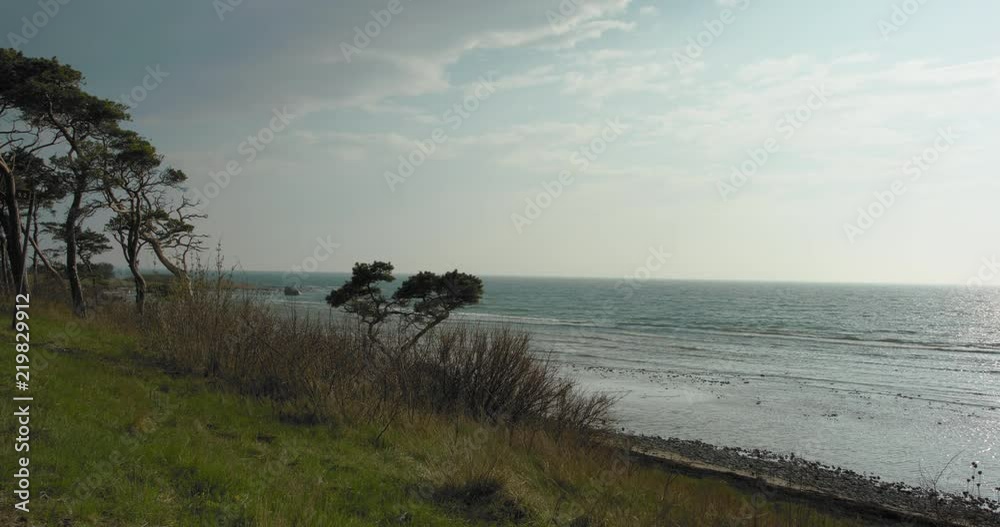 Pine trees on a shore, ocean view and green grass