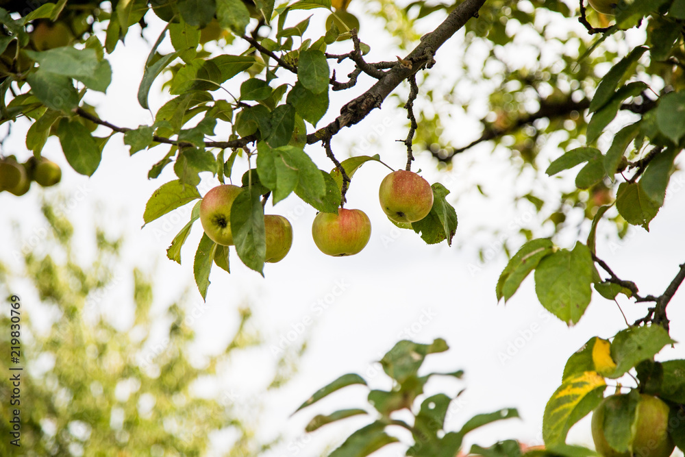 Jabłka na drzewie