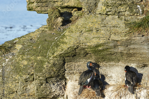 Rock Shag (Phalacrocorax magellanicus) nesting on the cliffs of Bleaker Island in the Falkland Islands. photo