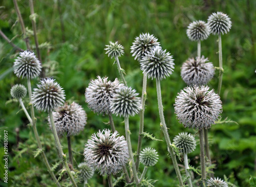 Flowering echinops ritro photo