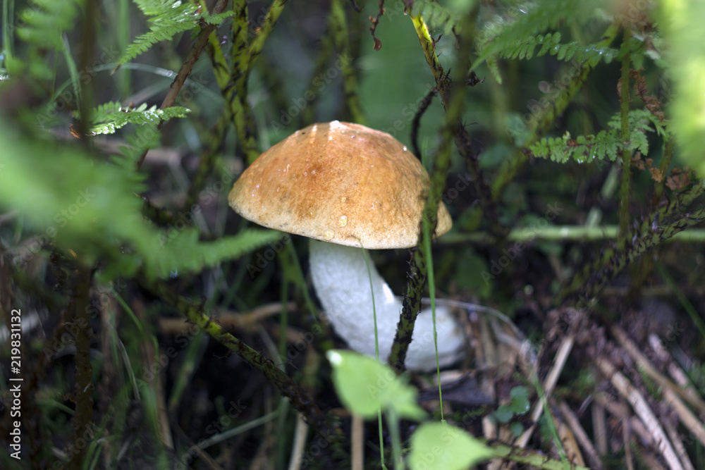 Two bright white mushrooms with orange cap Leccinum or Boletus grow in the autumn forest in the sunlight. Close up with selective focus and neutral soft background of moss, grass and ground. Two bright white mushrooms with orange cap Leccinum or Boletus grow in the autumn forest in the sunlight. Close up with selective focus and neutral soft background of moss, grass and ground.