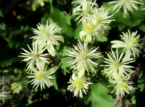 Fleurs de cl  matite vigne-blanche  Clematis vitalba  dans la nature. 