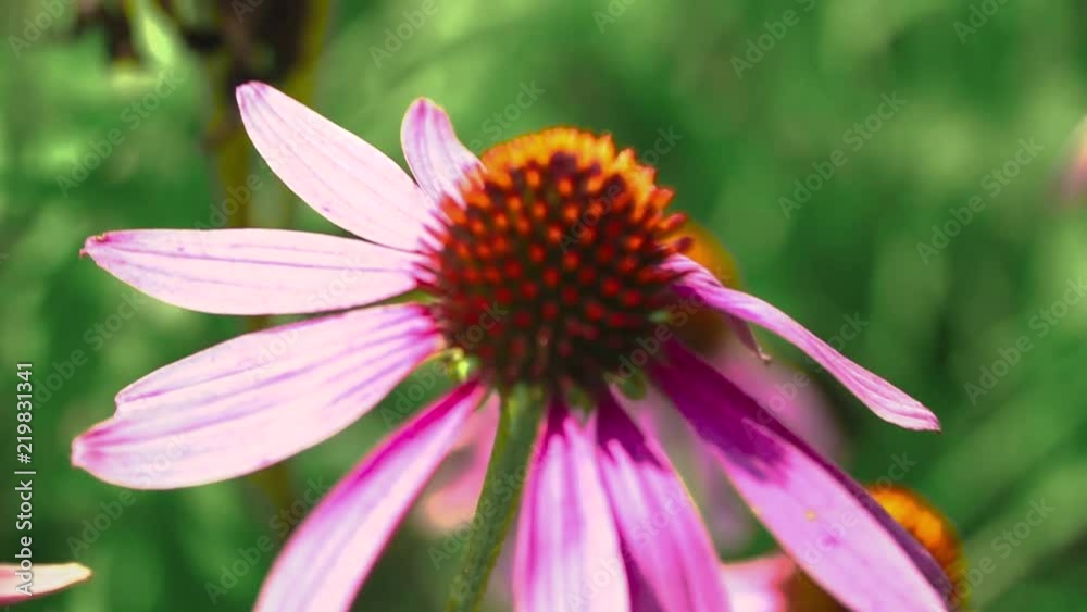 Beautiful flower of echinacea swayed in the wind. Beautiful flower of echinacea swayed in the wind.