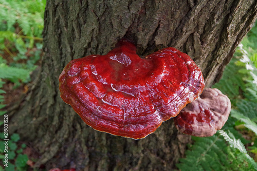 Wild Reishi Mushroom ( Ganoderma Tsugae ) growing on a Hemlock Tree.   This medicinal herb is known for its immune supporting properties and benefits.  photo
