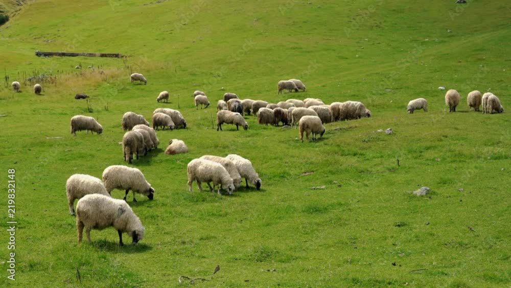 Sheep on the mountain - (4K) Sheep on the mountain - (4K)