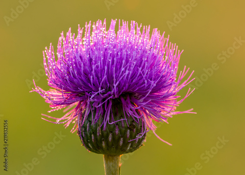 Milk thistle flower with drops in early morning