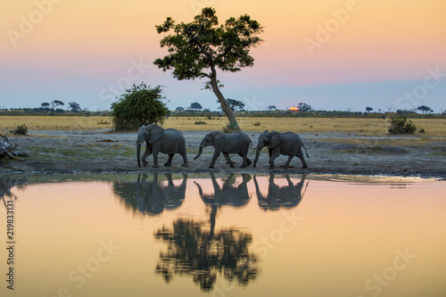 Young elephants bathing in pond photo
