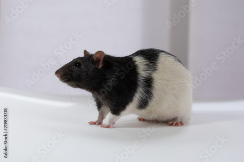Black and white pet rat.