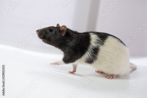 Black and white pet rat.