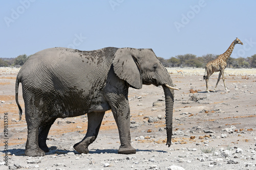 Fototapeta Naklejka Na Ścianę i Meble -  Afrikanischer Elefant (loxodonta africana) am Wasserloch Chudob im Etosha Nationalpark (Namibia)