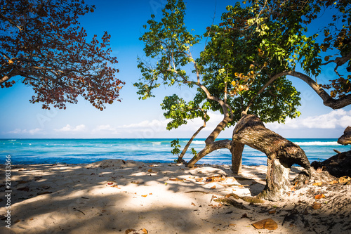 Bent trees along this Caribbean beach leaning towards the sea for their leaves to have more sunlight. Negril  Jamaica