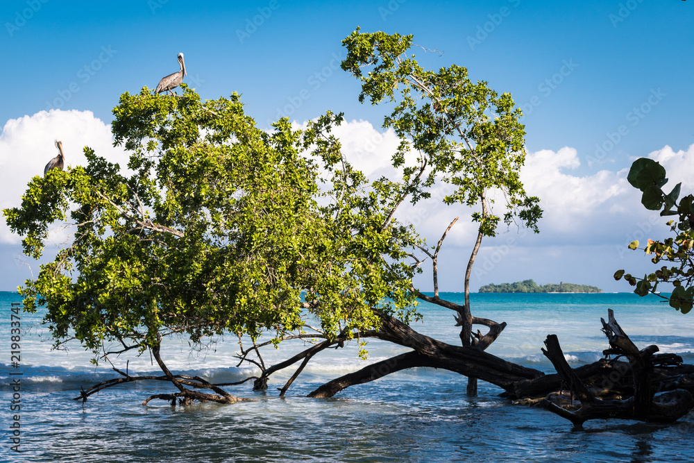 Bent tree along this Caribbean beach leaning towards the sea for their leaves to have more sunlight. Negril, Jamaica