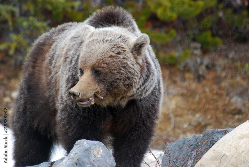 Fototapeta premium Eating Grizzly